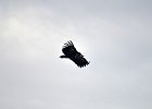 Monniksgier (cinereous vulture) Aegypius monachus - Orkhon Falls 16-08-2016 (4)